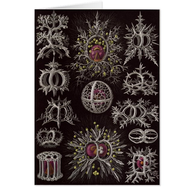 Ernst Haeckel Art Card: Stefoidea (Voorkant)