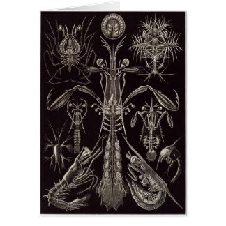 Ernst Haeckel Art Card: Thoracostraca