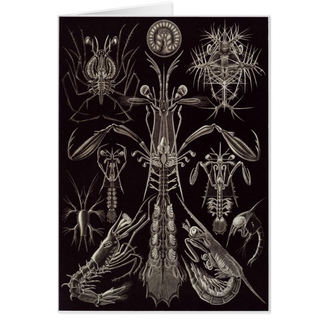 Ernst Haeckel Art Card: Thoracostraca (Voorkant)