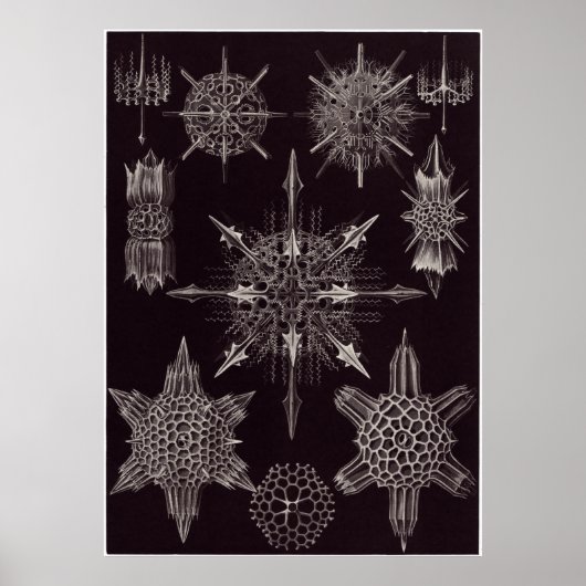 Ernst Haeckel Art Print: Acanthophracta Poster (Voorkant)