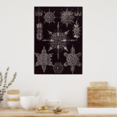 Ernst Haeckel Art Print: Acanthophracta Poster (Keuken)