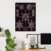 Ernst Haeckel Art Print: Acanthophracta Poster (Thuiskantoor)