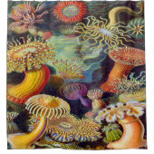 Ernst Haeckel Art Print:Actiniae Douchegordijn (Voorkant)