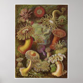Ernst Haeckel Art Print: Actiniae Poster (Voorkant)