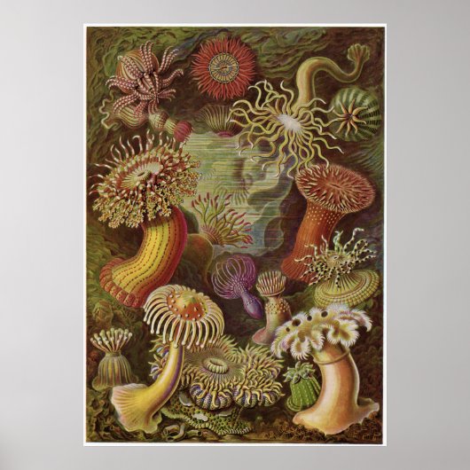 Ernst Haeckel Art Print: Actiniae Poster (Voorkant)