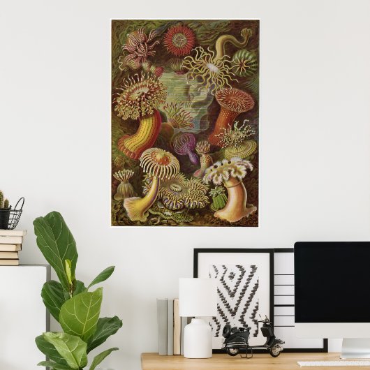 Ernst Haeckel Art Print: Actiniae Poster (Thuiskantoor)