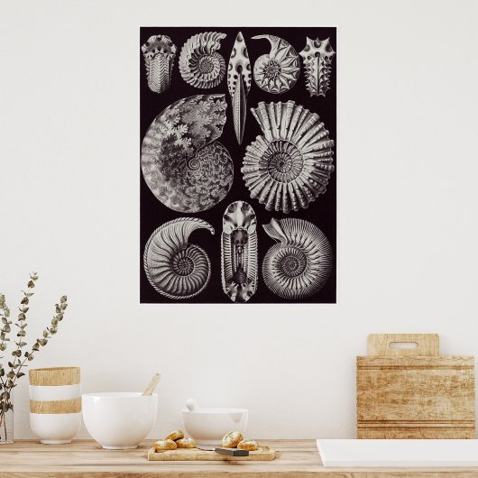 Ernst Haeckel Art Print: Ammonitida Poster (Keuken)
