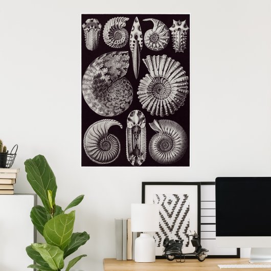 Ernst Haeckel Art Print: Ammonitida Poster (Thuiskantoor)