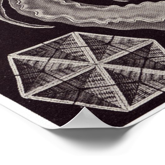 Ernst Haeckel Art Print: Amphoridea Poster (Hoek)