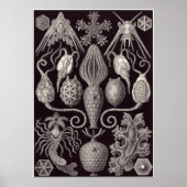Ernst Haeckel Art Print: Amphoridea Poster (Voorkant)