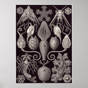 Ernst Haeckel Art Print: Amphoridea Poster