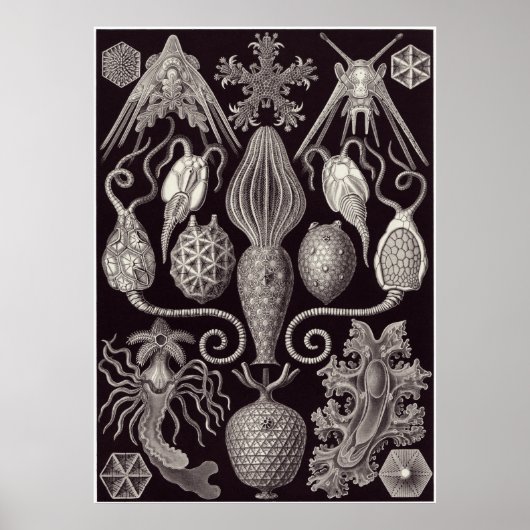 Ernst Haeckel Art Print: Amphoridea Poster (Voorkant)