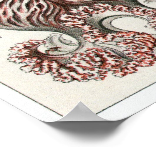 Ernst Haeckel Art Print: Anthomedusae Poster (Hoek)
