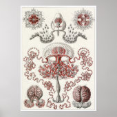 Ernst Haeckel Art Print: Anthomedusae Poster (Voorkant)