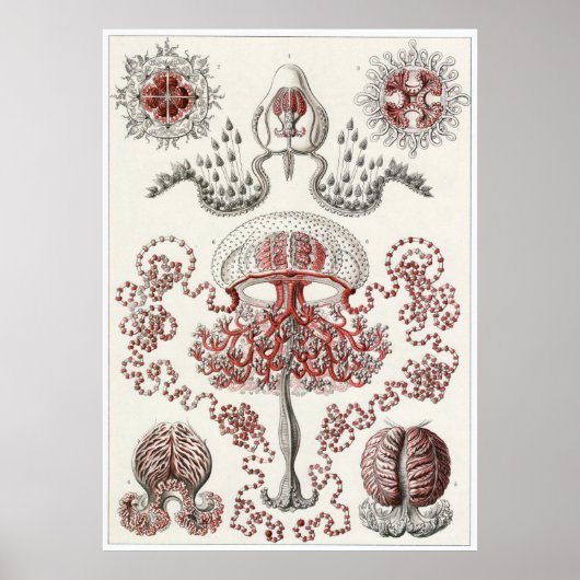 Ernst Haeckel Art Print: Anthomedusae Poster (Voorkant)