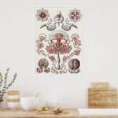 Ernst Haeckel Art Print: Anthomedusae Poster (Keuken)