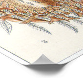 Ernst Haeckel Art Print: Arachnida Poster (Hoek)