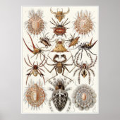 Ernst Haeckel Art Print: Arachnida Poster (Voorkant)
