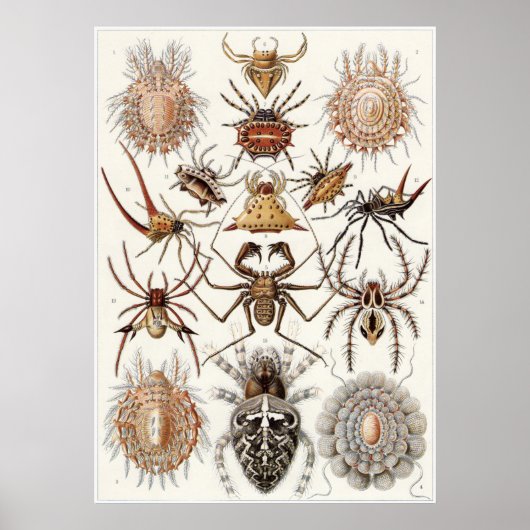 Ernst Haeckel Art Print: Arachnida Poster (Voorkant)