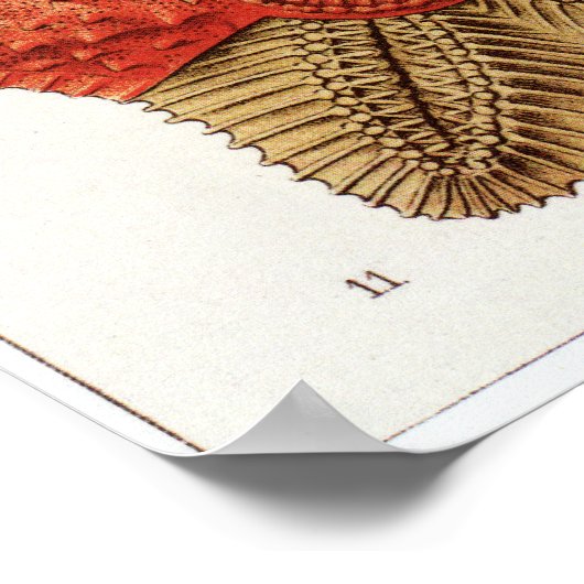 Ernst Haeckel Art Print: Asteridea Poster (Hoek)