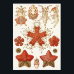 Ernst Haeckel Art Print: Asteridea Poster<br><div class="desc">Kunstdruk Ernst Haeckel</div>