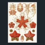 Ernst Haeckel Art Print: Asteridea Poster<br><div class="desc">Kunstdruk Ernst Haeckel</div>