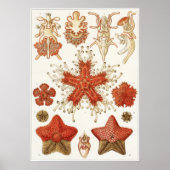 Ernst Haeckel Art Print: Asteridea Poster (Voorkant)