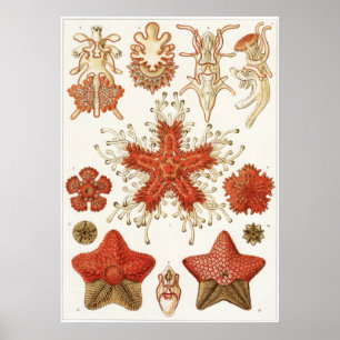 Ernst Haeckel Art Print: Asteridea Poster