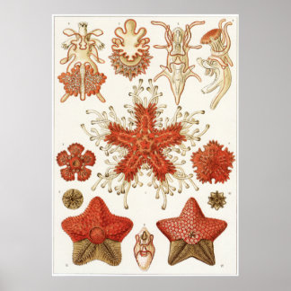 Ernst Haeckel Art Print: Asteridea Poster