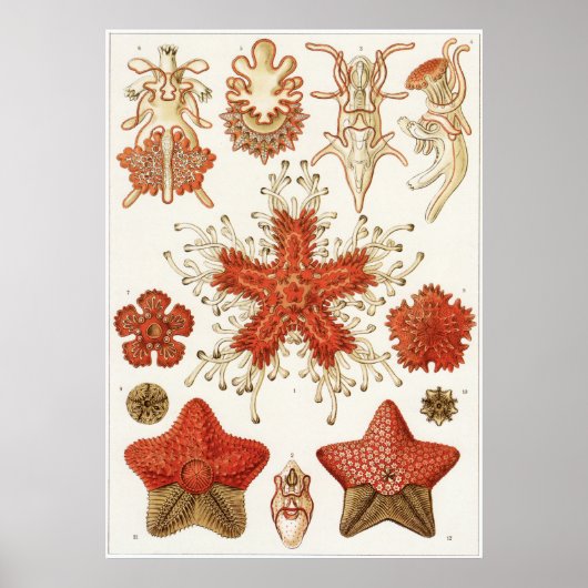 Ernst Haeckel Art Print: Asteridea Poster (Voorkant)