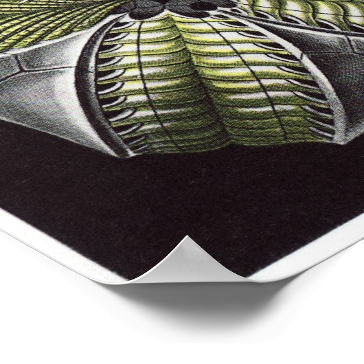 Ernst Haeckel Art Print: Blastoidea Poster (Hoek)