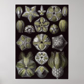 Ernst Haeckel Art Print: Blastoidea Poster (Voorkant)