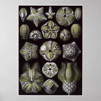 Ernst Haeckel Art Print: Blastoidea Poster