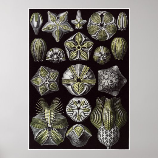 Ernst Haeckel Art Print: Blastoidea Poster (Voorkant)