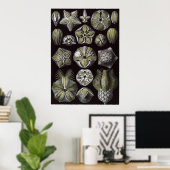 Ernst Haeckel Art Print: Blastoidea Poster (Thuiskantoor)