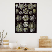 Ernst Haeckel Art Print: Blastoidea Poster (Keuken)