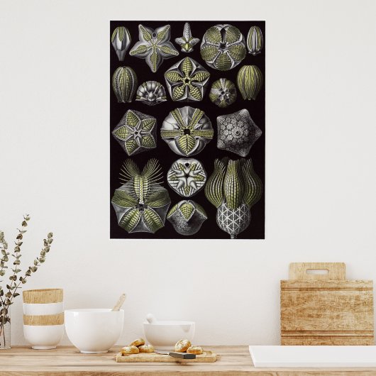 Ernst Haeckel Art Print: Blastoidea Poster (Keuken)