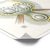 Ernst Haeckel Art Print: Bryozoa Poster (Hoek)