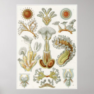 Ernst Haeckel Art Print: Bryozoa Poster