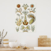 Ernst Haeckel Art Print: Bryozoa Poster (Keuken)