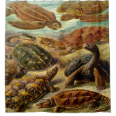 Ernst Haeckel Art Print:Chelonia Douchegordijn (Voorkant)