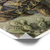 Ernst Haeckel Art Print: Chelonia Poster (Hoek)