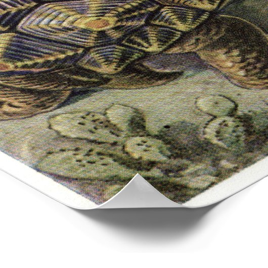 Ernst Haeckel Art Print: Chelonia Poster (Hoek)