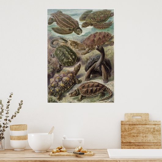 Ernst Haeckel Art Print: Chelonia Poster (Keuken)