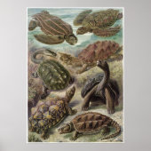 Ernst Haeckel Art Print: Chelonia Poster (Voorkant)