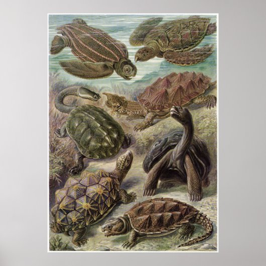 Ernst Haeckel Art Print: Chelonia Poster (Voorkant)