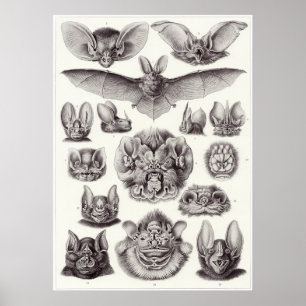 Ernst Haeckel Art Print: Chiroptera Poster