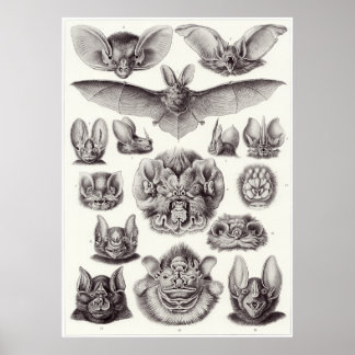 Ernst Haeckel Art Print: Chiroptera Poster