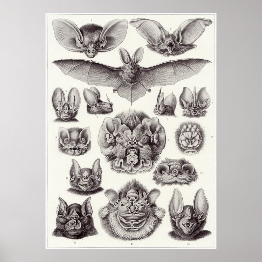 Ernst Haeckel Art Print: Chiroptera Poster (Voorkant)