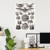 Ernst Haeckel Art Print: Chiroptera Poster (Thuiskantoor)